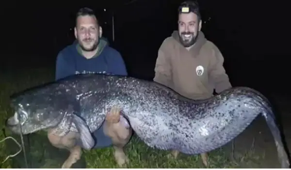 Λίμνη Πλαστήρα: Ψαράδες έπιασαν γουλιανό μήκους 2,40 μέτρων Λίμνη Πλαστήρα: Ψαράδες έπιασαν γουλιανό μήκους 2,40 μέτρων