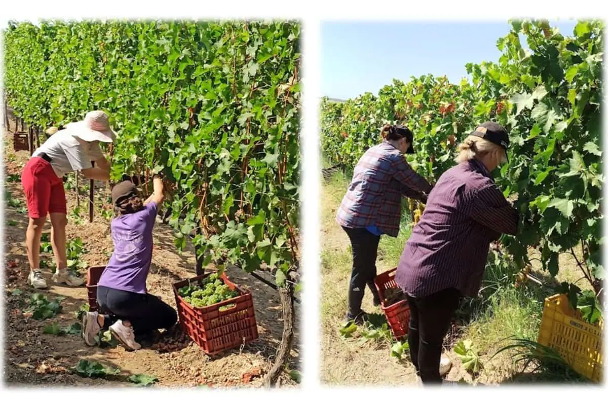 Πιερία: Η χαρούμενη γιορτή του τρύγου ξεκίνησε! Πιερία: Η χαρούμενη γιορτή του τρύγου ξεκίνησε!