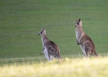Αυστραλία: Νεκρός άντρας από επίθεση καγκουρό – Πρώτη φορά από το 1936