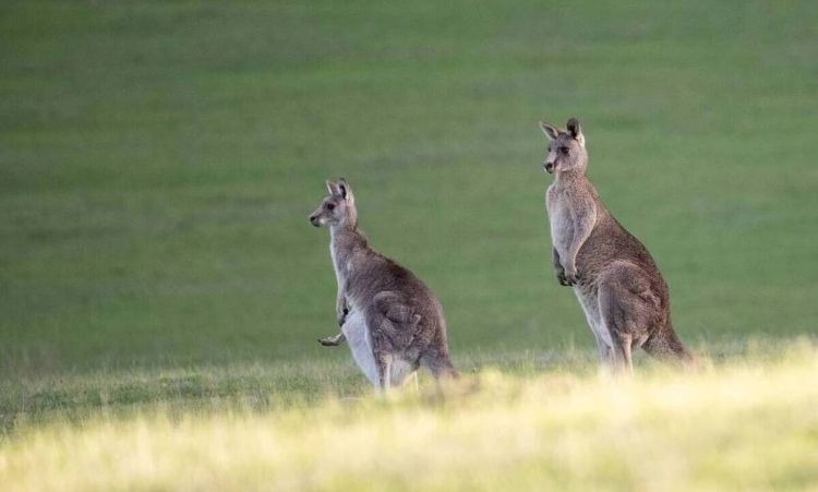 Αυστραλία: Νεκρός άντρας από επίθεση καγκουρό – Πρώτη φορά από το 1936