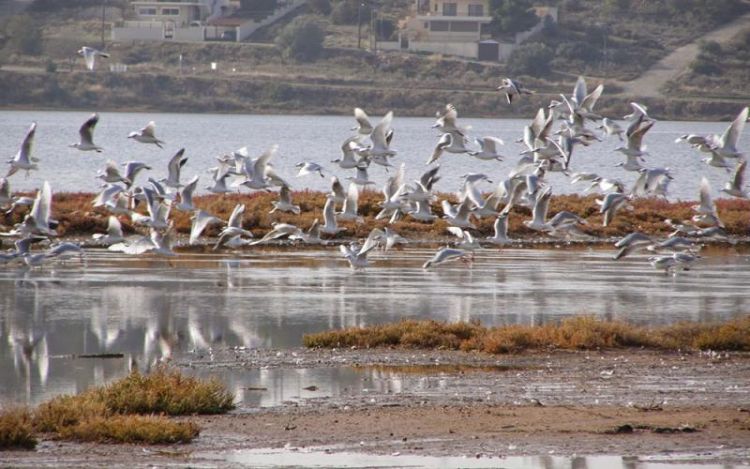 Γιορτή πουλιών στο Παρατηρητήριο Νέας Αγαθούπολης στις 2 Οκτωβρίου 2022