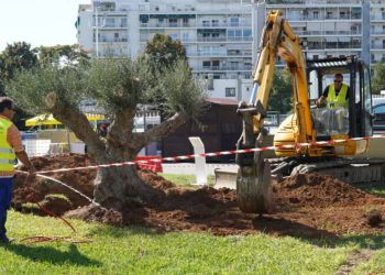 ΕΡΓΟΣΕ: Μεταφύτευσε υπεραιωνόβια ελιά στην «καρδιά» της ΔΕΘ