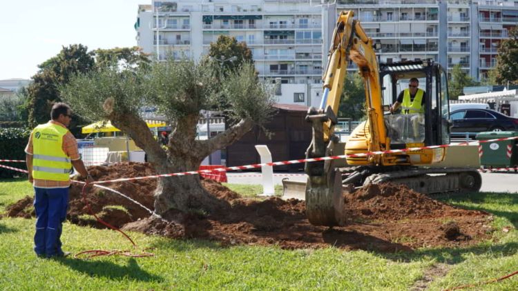 ΕΡΓΟΣΕ: Μεταφύτευσε υπεραιωνόβια ελιά στην «καρδιά» της ΔΕΘ ΕΡΓΟΣΕ: Μεταφύτευσε υπεραιωνόβια ελιά στην «καρδιά» της ΔΕΘ