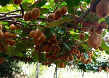 Ενημέρωση για τη συγκομιδή και εμπορία ακτινιδίων εμπορικής περιόδου 2022 2023