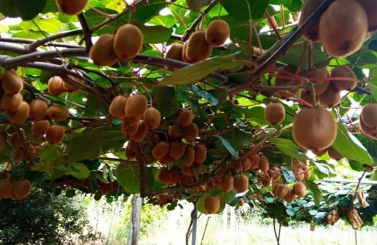 Ενημέρωση για τη συγκομιδή και εμπορία ακτινιδίων εμπορικής περιόδου 2022 2023