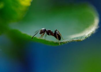 Επιστήμονες μέτρησαν πόσα μυρμήγκια υπάρχουν σε όλο τον πλανήτη και θα σας πιάσει ζαλάδα από τα μηδενικά