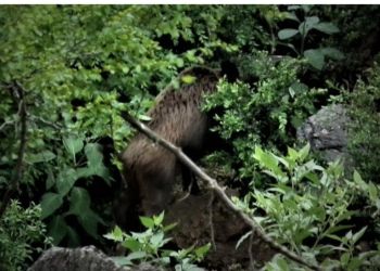 Η ΚΟΜΑΘ παρακολουθεί τους πληθυσμούς και την κάρπωση αγριόχοιρων στη Μακεδονία και τη Θράκη