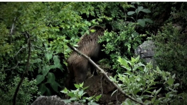 Η ΚΟΜΑΘ παρακολουθεί τους πληθυσμούς και την κάρπωση αγριόχοιρων στη Μακεδονία και τη Θράκη