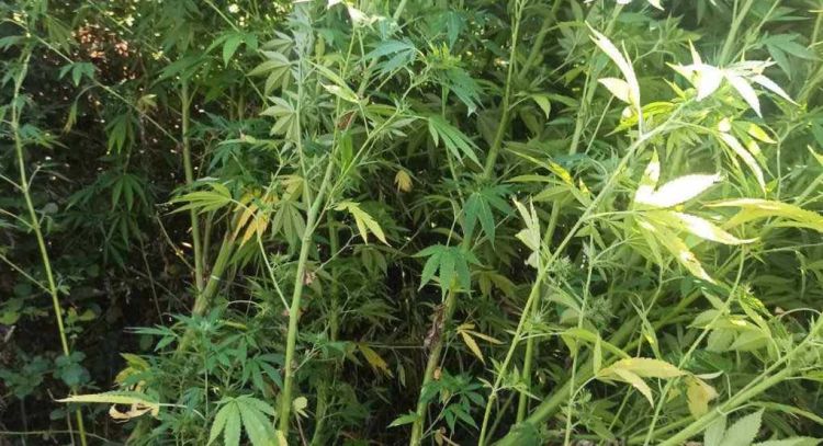 Κατερίνη: Σύλληψη 45χρονου για καλλιέργεια κάνναβης