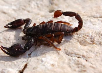 Νόμπελ του τρελού επιστήμονα: Αναλυτικά τα βραβεία για την σεξουαλική ζωή των σκορπιών και τους κουτσομπόληδες