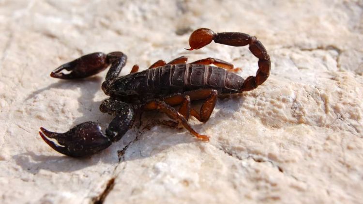 Νόμπελ του τρελού επιστήμονα: Αναλυτικά τα βραβεία για την σεξουαλική ζωή των σκορπιών και τους κουτσομπόληδες