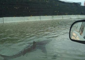 Ο κυκλώνας Ίαν «σάρωσε» την Φλόριντα – Βγήκαν στους δρόμους καρχαρίες (vids)