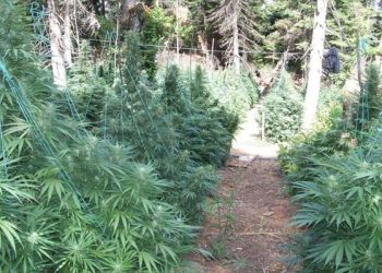 Πιερία: Μπλόκο της ΕΛ.ΑΣ. σε συγκομιδή 11 τόνων χασίς και «κέρδη» έως 40 εκατ. ευρώ (βίντεο)