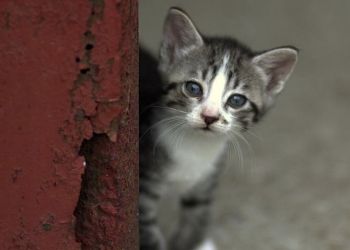 Φιλοζωικό Σωματείο «Άργος» – Περιστατικά κακοποίησης ζώων