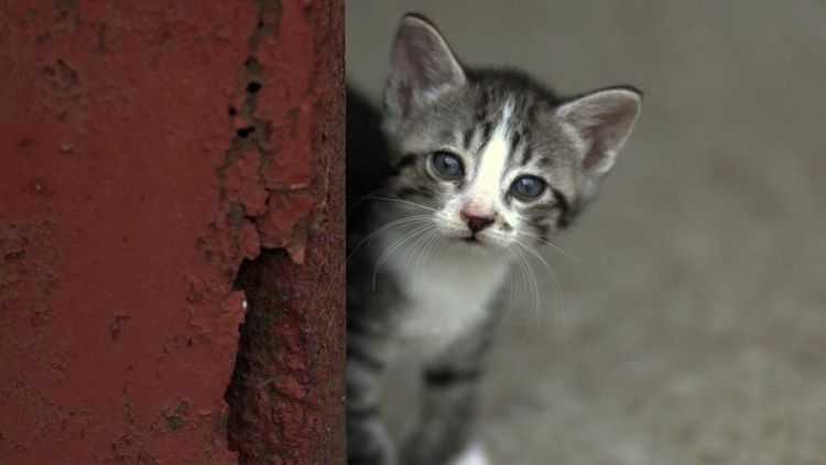 Φιλοζωικό Σωματείο «Άργος» – Περιστατικά κακοποίησης ζώων