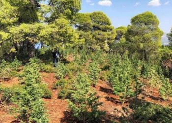 Χασισοφυτεία – δάσος στον Όλυμπο: Εντοπίστηκαν πάνω από 5.000 δενδρύλλια και ειδικές κρύπτες για τους καλλιεργητές