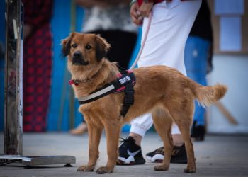 Palso Πιερίας – Πανελλήνιος διαγωνισμό ζωγραφικής και λογοτεχνίας «help A Stray»