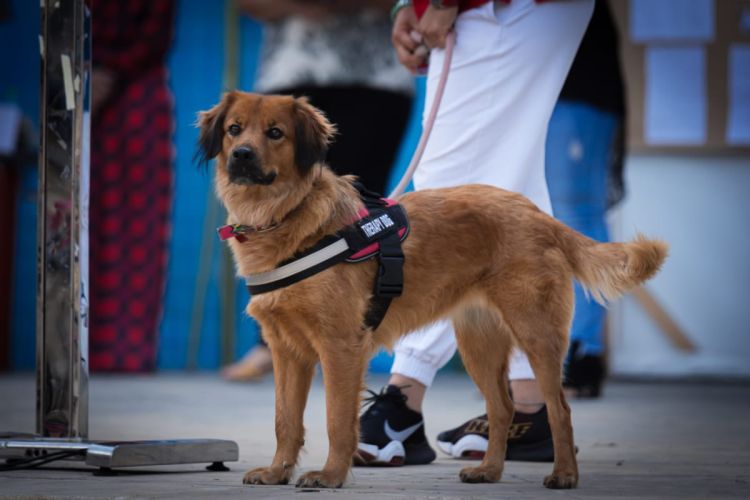 Palso Πιερίας - Πανελλήνιος διαγωνισμό ζωγραφικής και λογοτεχνίας «Help A Stray» Palso Πιερίας – Πανελλήνιος διαγωνισμό ζωγραφικής και λογοτεχνίας «help A Stray»