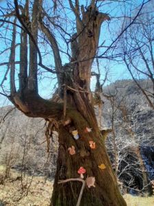 Άνω Μηλιά: Το μικρό χωριό της Πιερίας με τα μεγάλα μονοπάτια