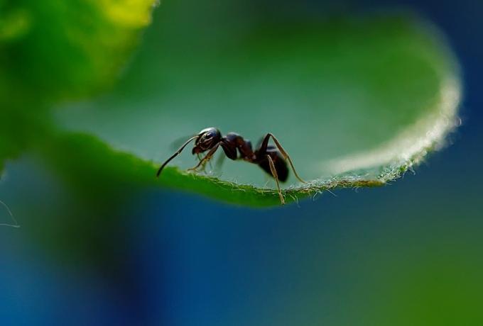 Επιστήμονες Μέτρησαν Πόσα Μυρμήγκια Υπάρχουν Σε Όλο Τον Πλανήτη Και Θα Σας Πιάσει Ζαλάδα Από Τα Μηδενικά