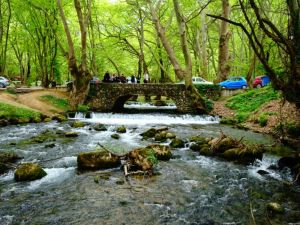Ημερήσιες εκδρομές με βάση την Κατερίνη – Άλσος Αγ. Νικολάου Νάουσας