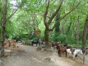 Ημερήσιες εκδρομές με βάση την Κατερίνη – Λίμνη Κερκίνη & Άνω Πορόϊα Ημερήσιες εκδρομές με βάση την Κατερίνη – Λίμνη Κερκίνη & Άνω Πορόϊα