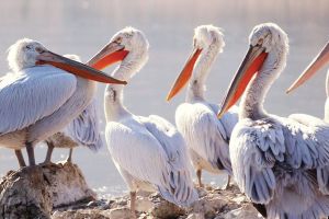 Ημερήσιες εκδρομές με βάση την Κατερίνη – Λίμνη Κερκίνη & Άνω Πορόϊα Ημερήσιες εκδρομές με βάση την Κατερίνη – Λίμνη Κερκίνη & Άνω Πορόϊα