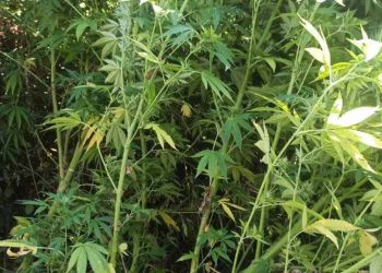 Κατερίνη: Σύλληψη 45χρονου για καλλιέργεια κάνναβης