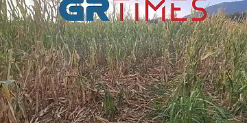 Πιερία: Επιδρομές Αγριόχοιρων Ισοπεδώνουν Καλλιέργειες Φοβόμαστε Να Πάμε Στα Χωράφια Λένε Οι Αγρότες