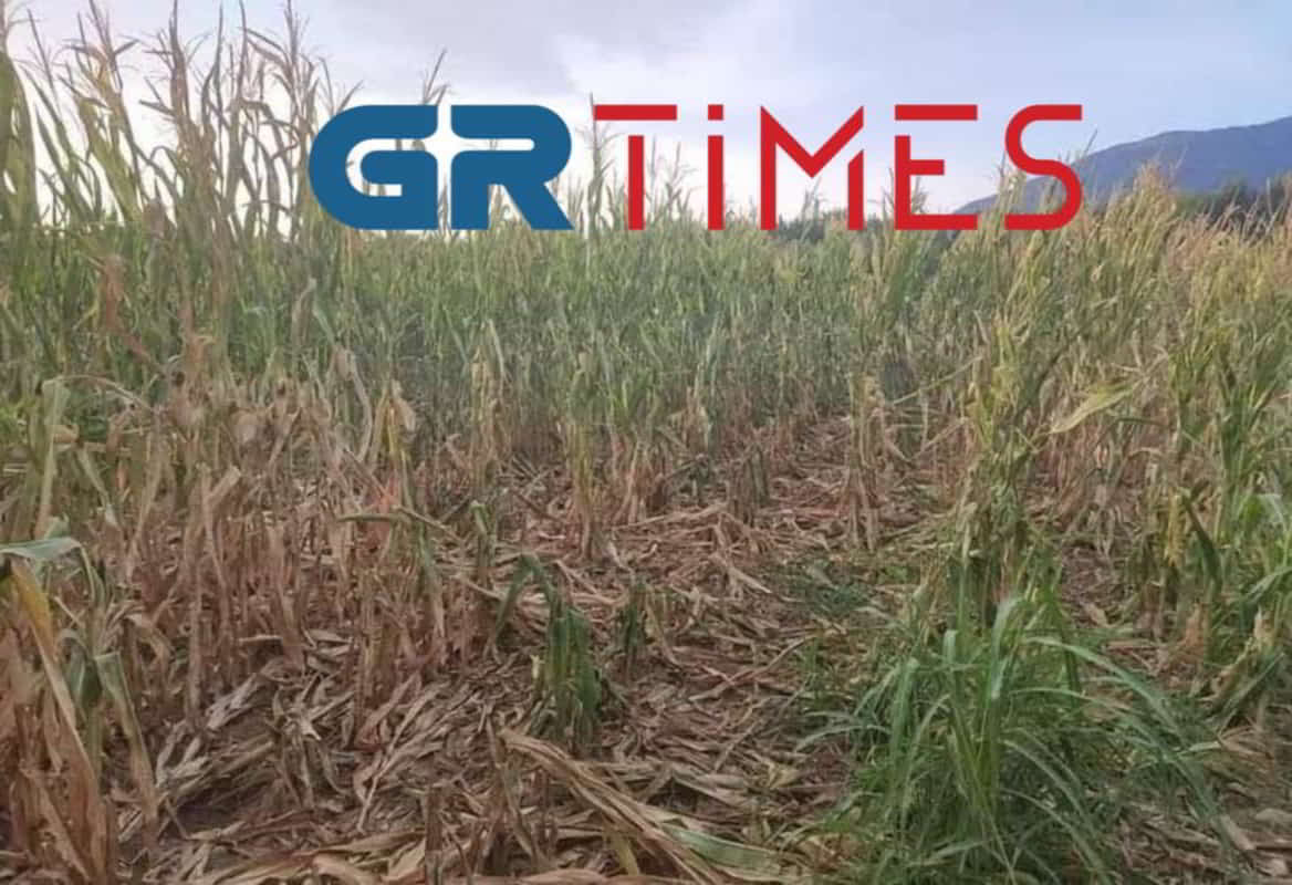 Πιερία: Επιδρομές αγριόχοιρων ισοπεδώνουν καλλιέργειες Φοβόμαστε να πάμε στα χωράφια λένε οι αγρότες