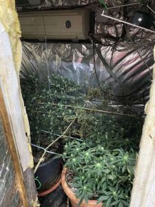 Πιερία: Πατέρας και γιος Υδροπονική καλλιέργειας κάνναβης έστησαν