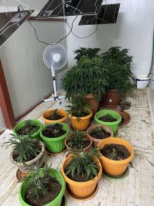 Πιερία: Πατέρας και γιος Υδροπονική καλλιέργειας κάνναβης έστησαν