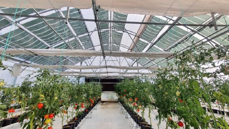 Αυτόματο προσχέδιο