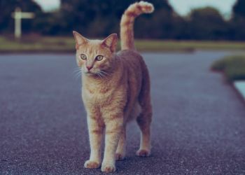 Γάτα βρέθηκε μετά από 9 χρόνια – Είχε διανύσει 1610 χιλιόμετρα