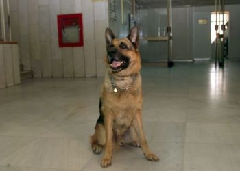 Καρδίτσα: Σκότωσαν τα σκυλιά με φόλες – Τους επικήρυξε με 2.000 ευρώ