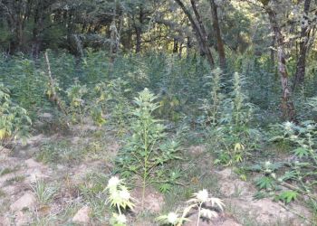 Κοζάνη: Πλήρως οργανωμένη χασισοφυτεία από 451 δενδρύλλια (εικόνες + βίντεο)