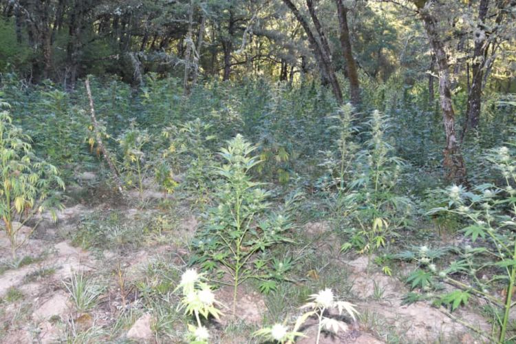 Κοζάνη: Πλήρως οργανωμένη χασισοφυτεία από 451 δενδρύλλια (εικόνες + βίντεο) Κοζάνη: Πλήρως οργανωμένη χασισοφυτεία από 451 δενδρύλλια (εικόνες + βίντεο)