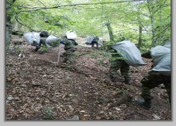 Νέα χασισοφυτεία με 635 δέντρα και 112 κιλά χασίς στον Όλυμπο