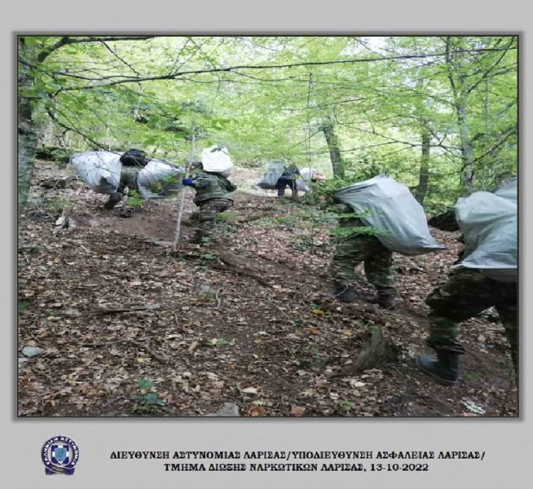 Νέα χασισοφυτεία με 635 δέντρα και 112 κιλά χασίς στον Όλυμπο Νέα χασισοφυτεία με 635 δέντρα και 112 κιλά χασίς στον Όλυμπο