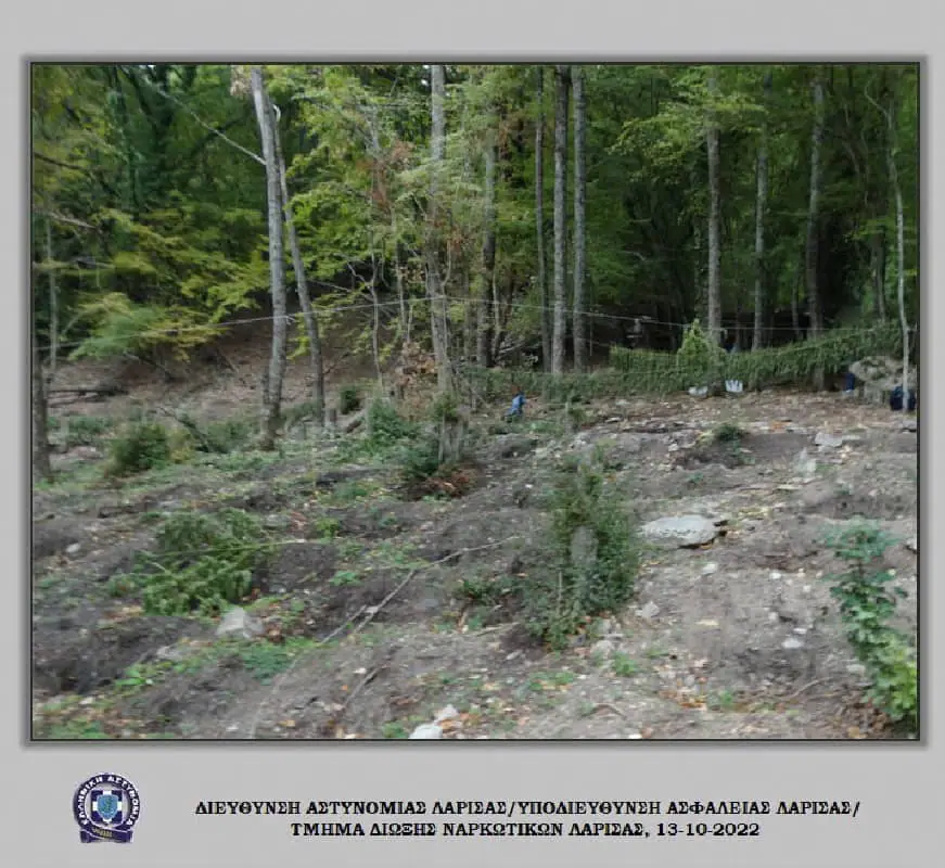Νέα χασισοφυτεία με 635 δέντρα και 112 κιλά χασίς στον Όλυμπο
