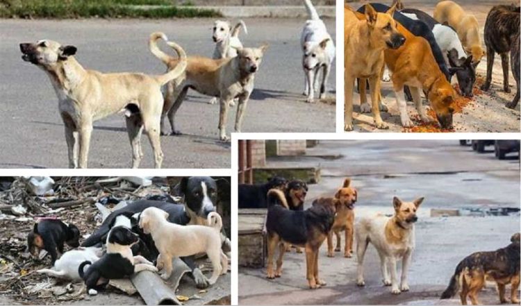 Οδηγός για την ευζωία των ζώων συντροφιάς