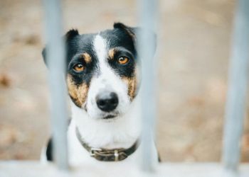 Πιστός μέχρι τέλους – Εργάτης πέθανε στον Πλατανιά και ο σκύλος του καθόταν δίπλα στο άψυχο σώμα