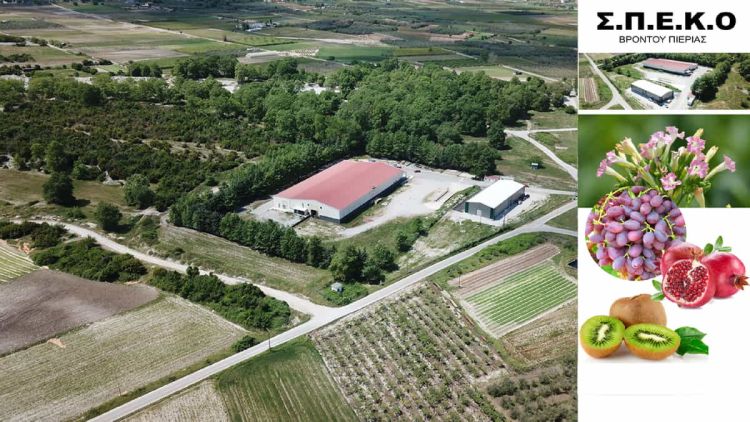 ΣΠΕΚΟ Βροντούς, ένας δυναμικός συνεταιρισμός με καλλιέργειες σταφυλιών και ακτινίδιων