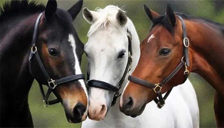 Τμήμα Κτηνιατρικής Πιερίας: Ανακοίνωση για την υποχρεωτική ταυτοποίηση και ιχνηλάτιση δεσποζόμενων Ιπποειδών