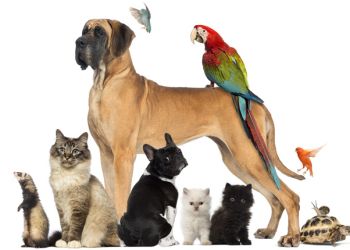 4 Οκτωβρίου: Παγκόσμια Ημέρα των Ζώων – Η Διεθνής Διακήρυξη των Δικαιωμάτων