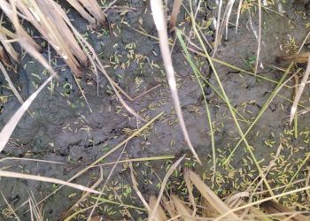 Αυτοψία κλιμακίου γεωπόνων στις καλλιέργειες ρυζιού στο Αιγίνιο – Μετά τις ζημίες από την έντονη χαλαζόπτωση
