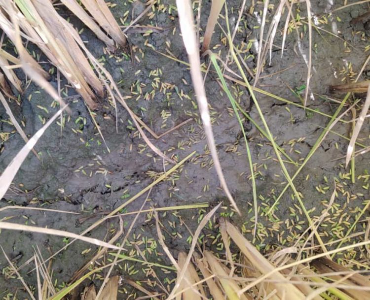 Αυτοψία κλιμακίου γεωπόνων στις καλλιέργειες ρυζιού στο Αιγίνιο – Μετά τις ζημίες από την έντονη χαλαζόπτωση