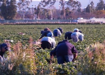 Εργάτες γης: Παράταση της κατά παρέκκλιση διαδικασίας έως 31 Μαρτίου