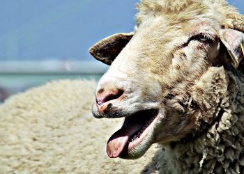 Κτηνοτροφία: Μειώθηκε η παραγωγή πρόβειου κρέατος στην Ελλάδα