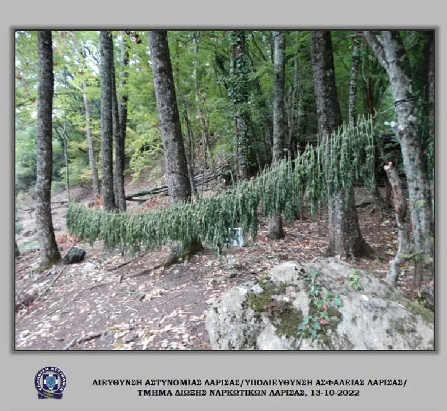 Νέα χασισοφυτεία με 635 δέντρα και 112 κιλά χασίς στον Όλυμπο Νέα χασισοφυτεία με 635 δέντρα και 112 κιλά χασίς στον Όλυμπο